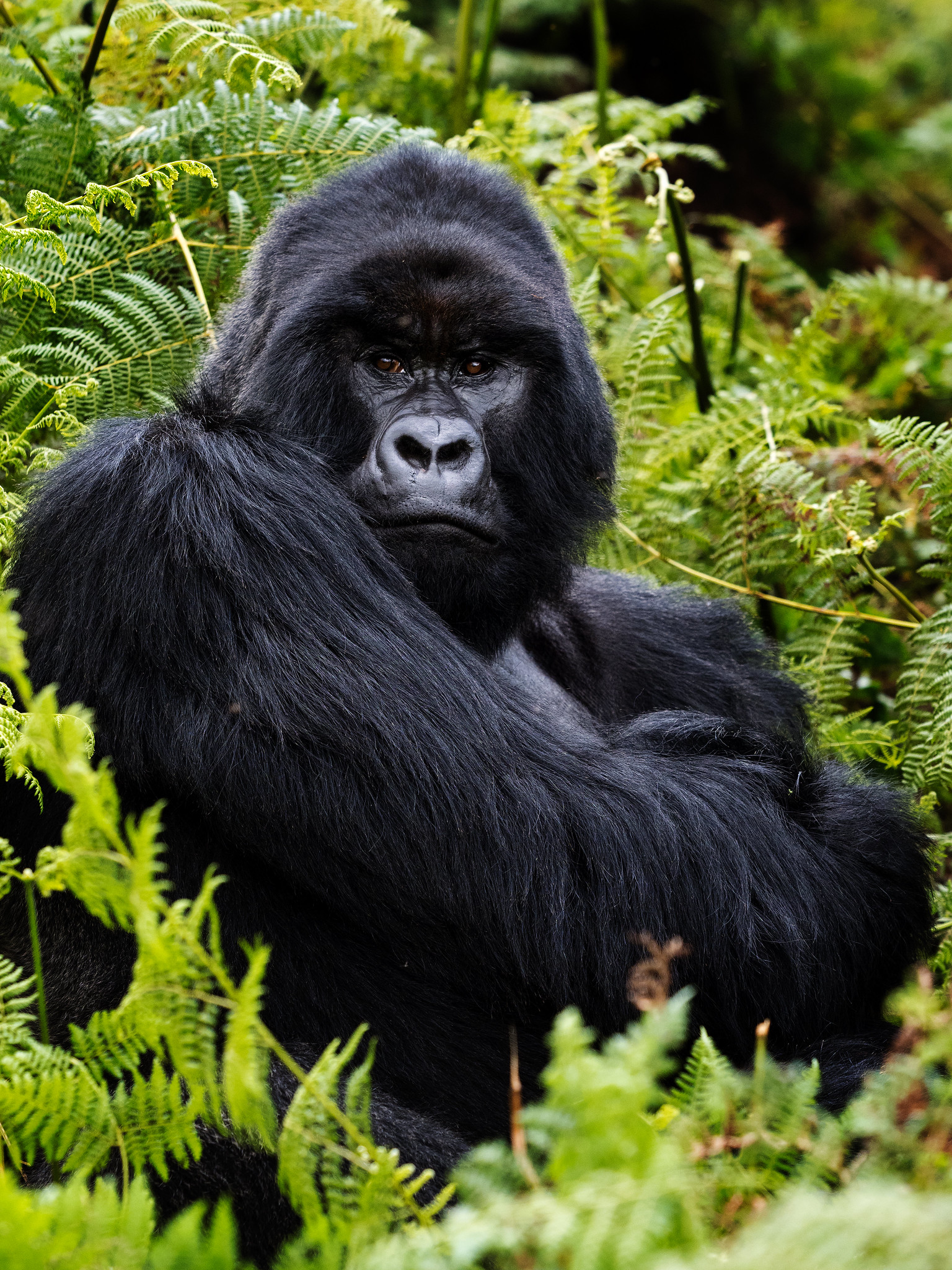 Bwindi Impenetrable Forest